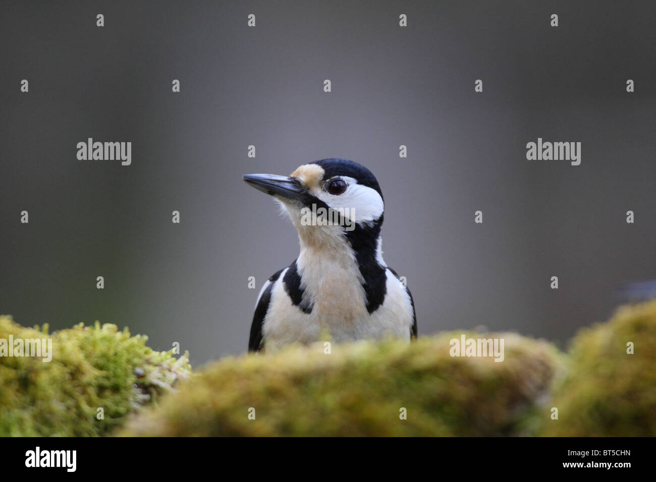 Portrait of female Great Spotted Woodpecker (Dendrocopos Major). Europe Stock Photo