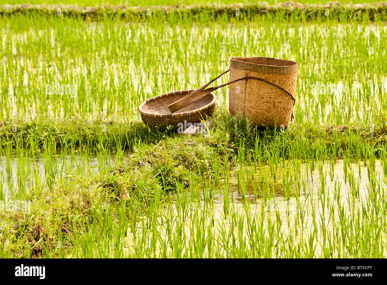 a basket sits in a rice filed in Northern Vietnam Stock Photo