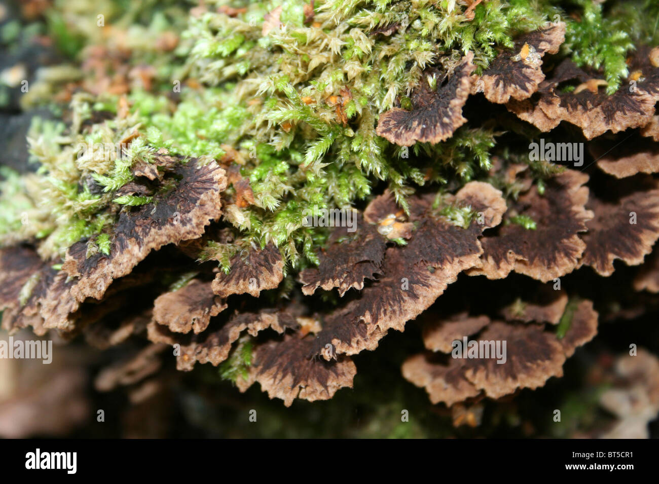 Earthfan Thelephora terrestris Taken At Willingham Woods, Lincolnshire, UK Stock Photo
