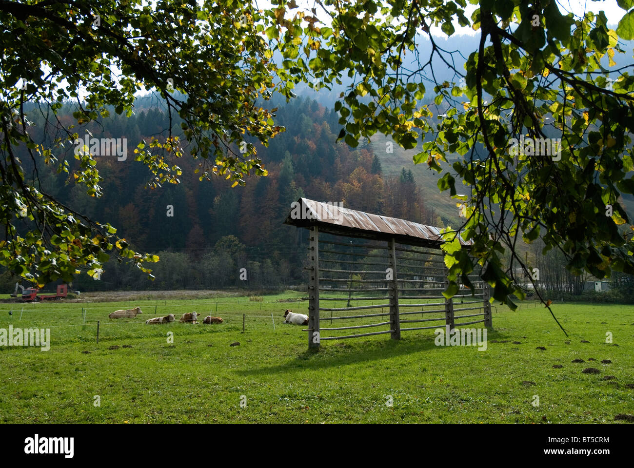 Hay drying racks Slovenia Stock Photo Alamy