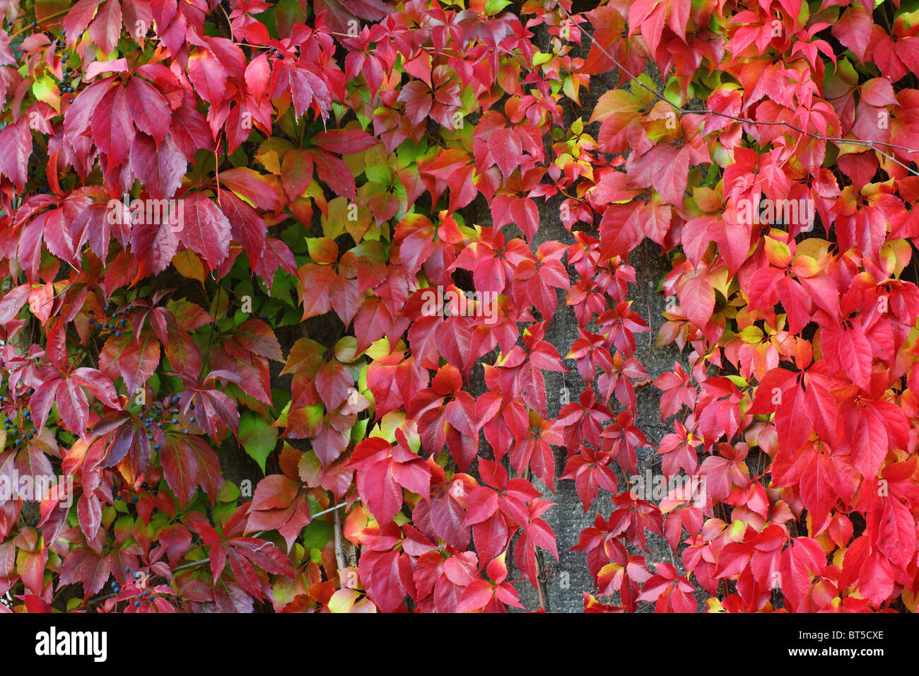Virginia creeper red scarlet leaves in autumn Parthenocissus quinquefolia Stock Photo