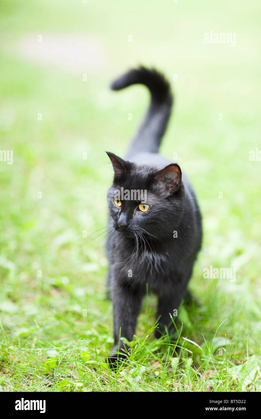 Black cat in grass Stock Photo