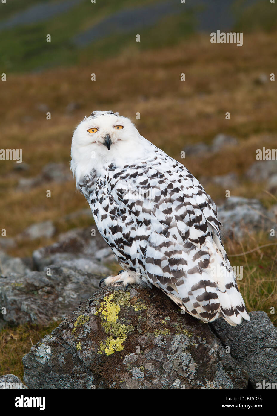 Snowy owl (Bubo scandiacus Stock Photo - Alamy