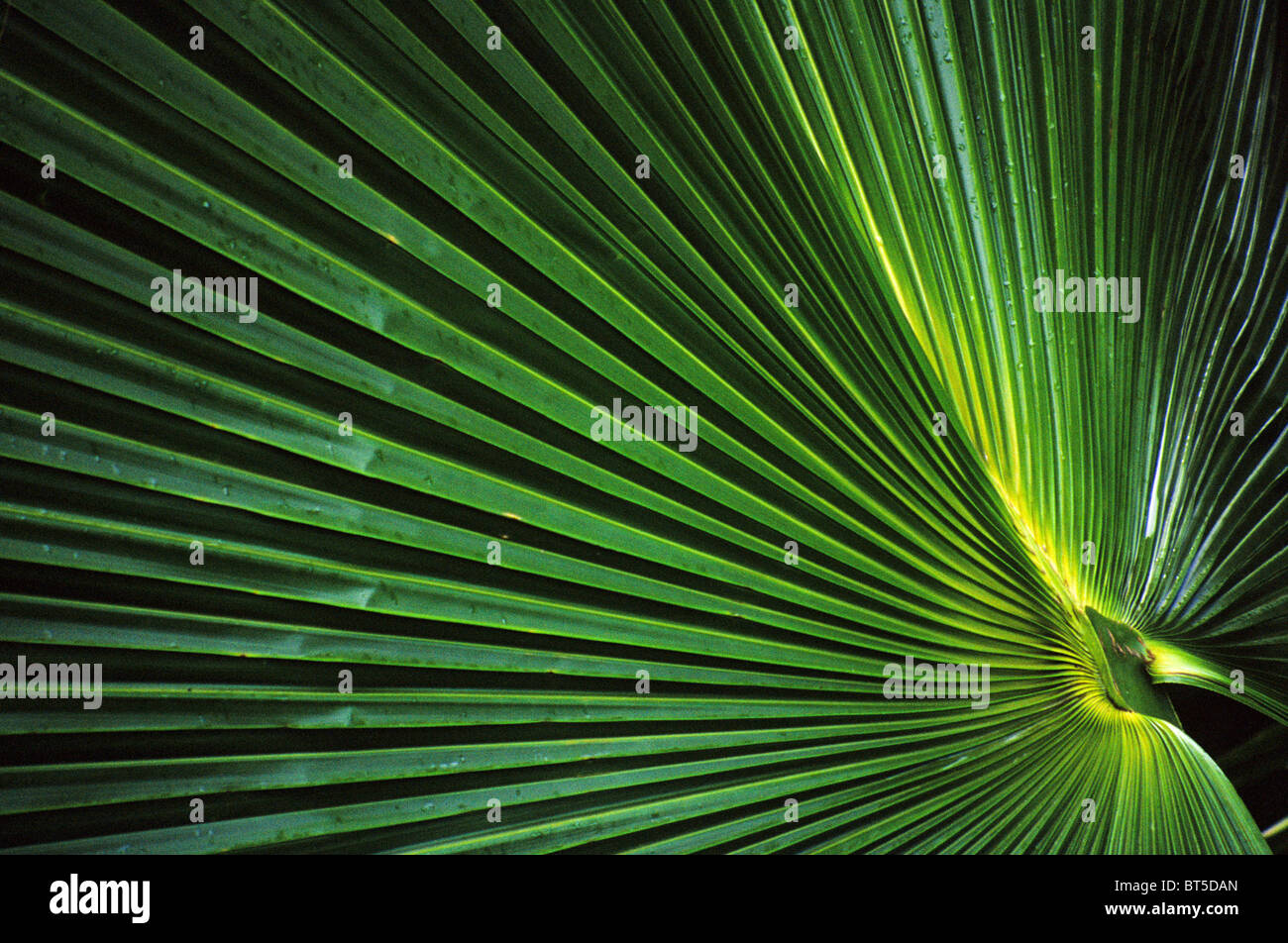 Leaf Pattern Rspb Radiating leaf pattern detail in rainforest Stock Photo - Alamy