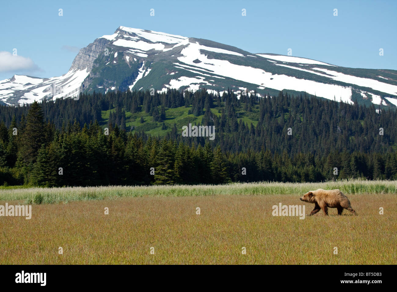 A grizzly bear at Lake Clark National Park, Alaska Stock Photo