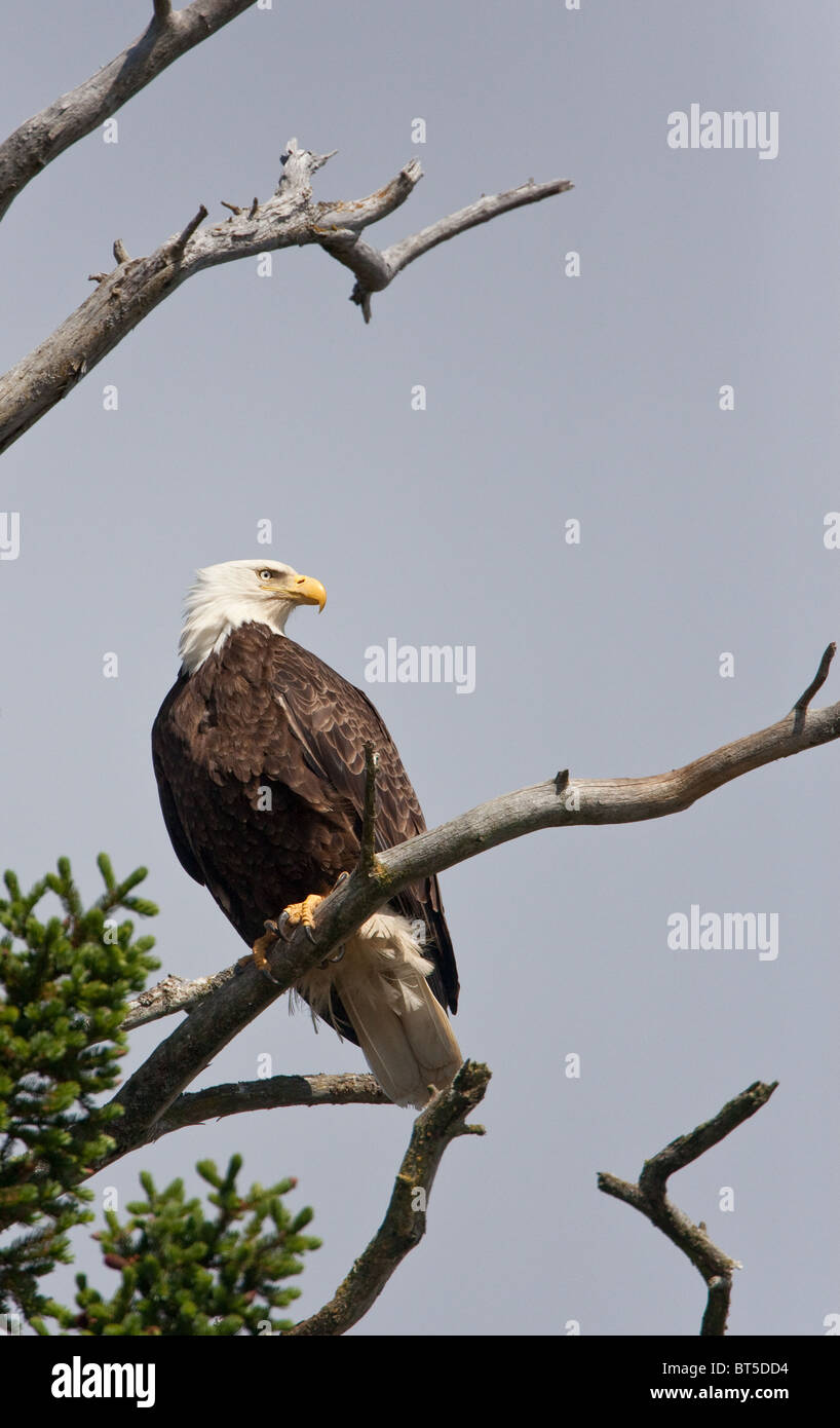 A bald eagle at Lake Clark National Park, Alaska Stock Photo - Alamy