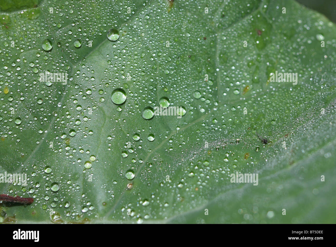 Droplets of dew on a turnip leaf. Stock Photo