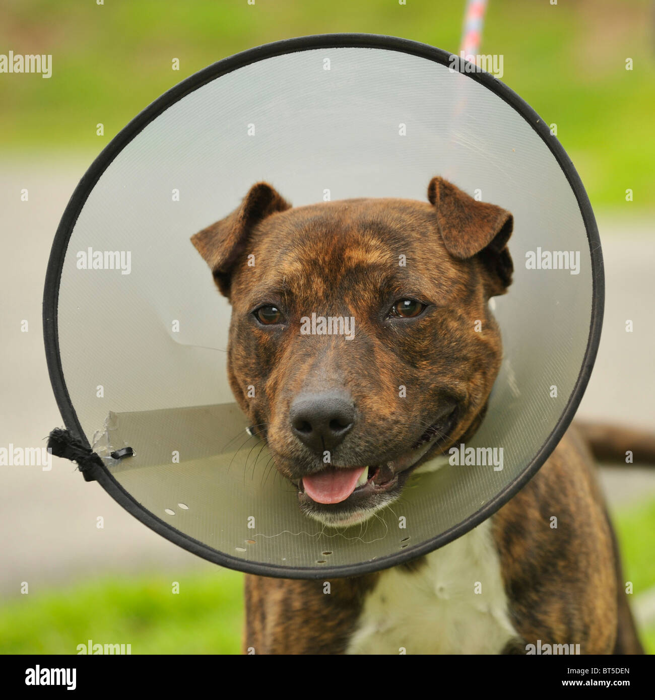 staffordshire terrier dog in a buster collar Stock Photo Alamy
