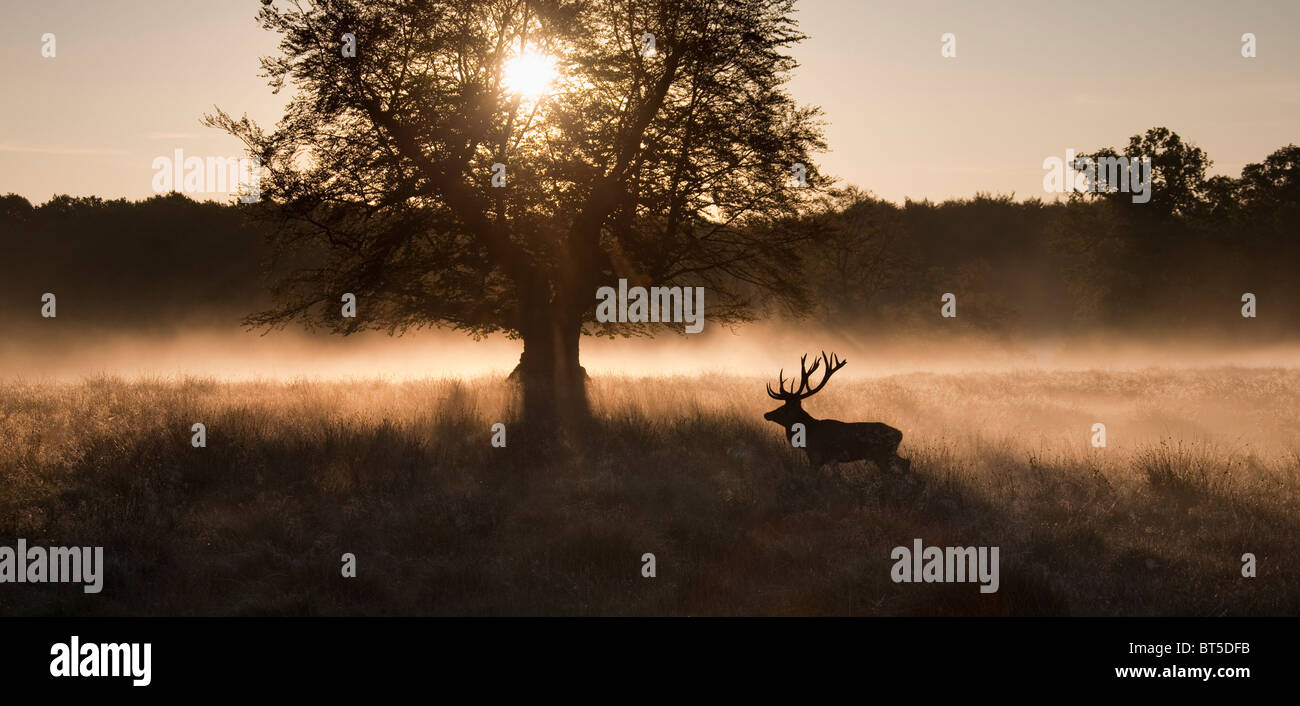 Red deer (Cervus elaphus) stag silhouette in autumn in the mist, Denmark Stock Photo