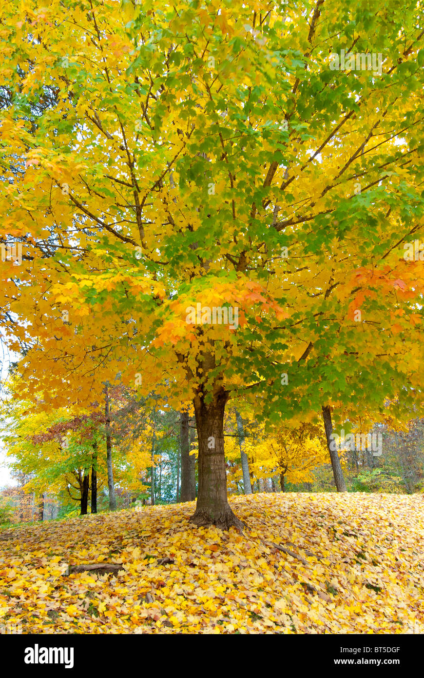 Fall foliage in North Carolina, USA Stock Photo Alamy
