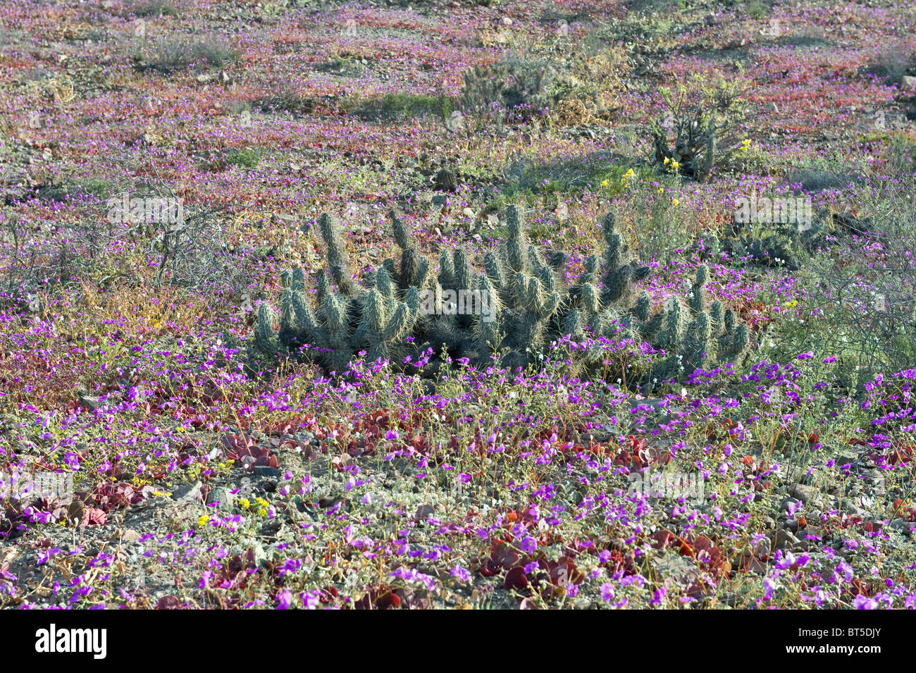 Cactus and plants in flower in month fallowing rainfall first in seven years Atacama South of Caldera Chile South America Stock Photo