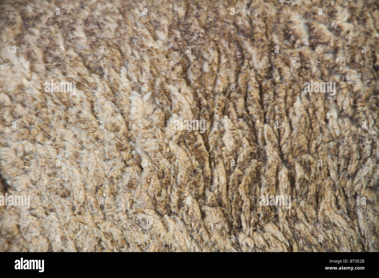 The wool of a merino sheep Stock Photo - Alamy