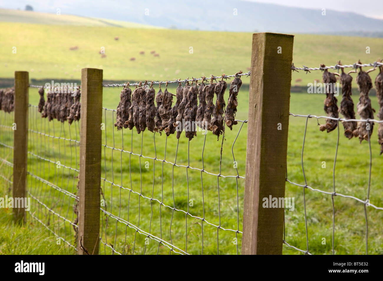Moles on fence hires stock photography and images Alamy
