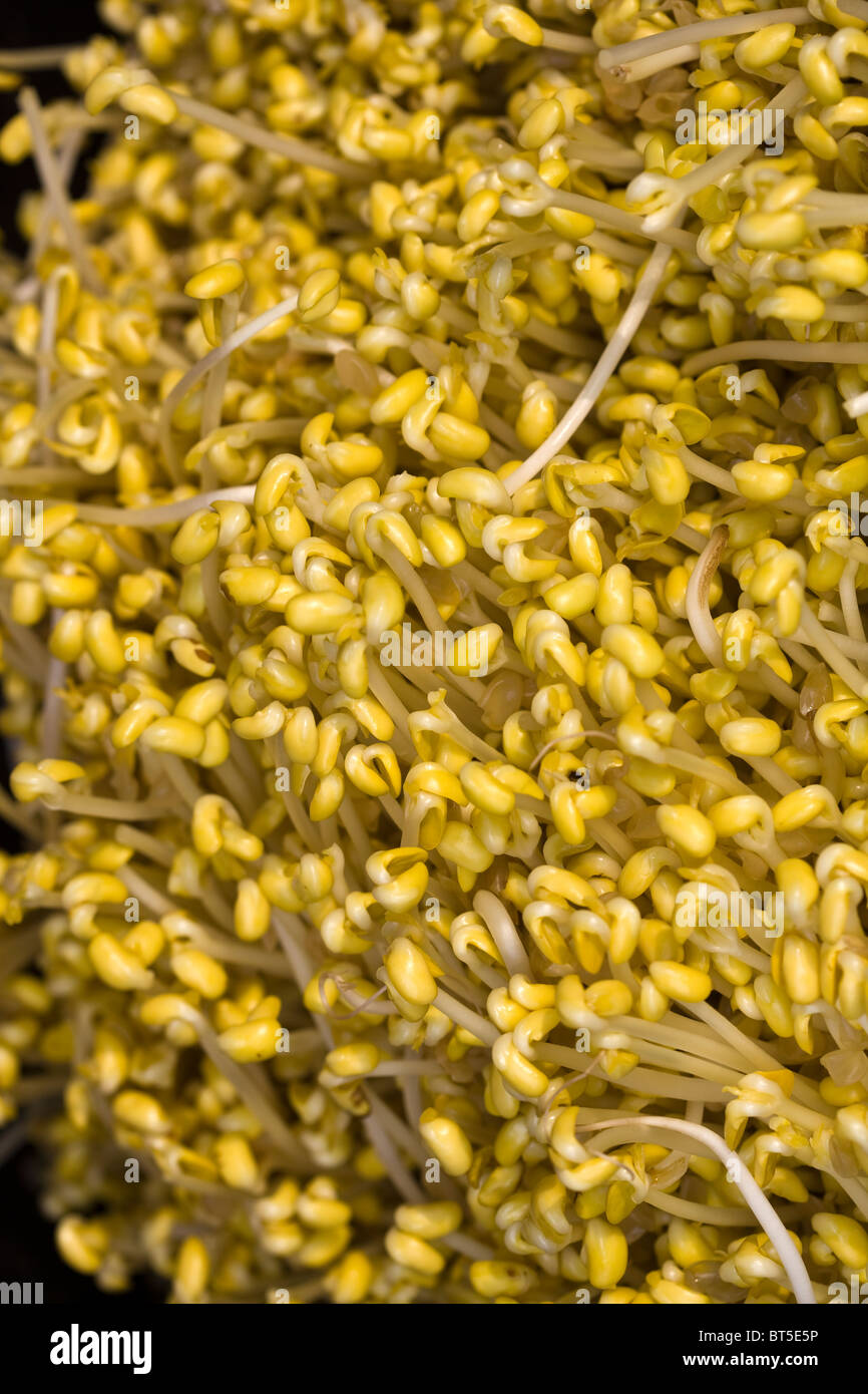 Germinated sprouts hires stock photography and images Alamy