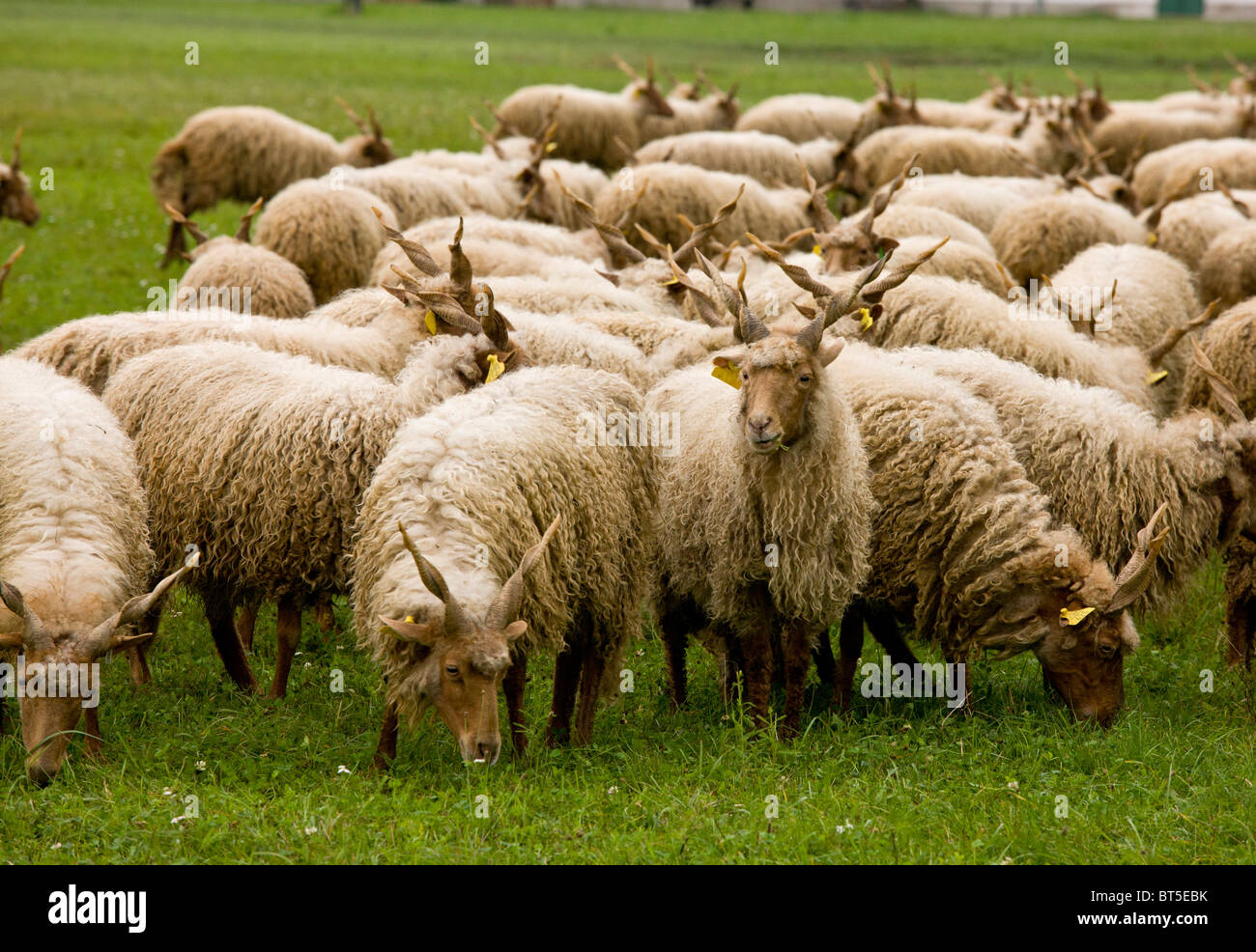Flock of twisted-horn Racka sheep (Ovis aries strepsiceros Hortobágyiensis) grazing in the Hortobagy National Park, east Hungary Stock Photo