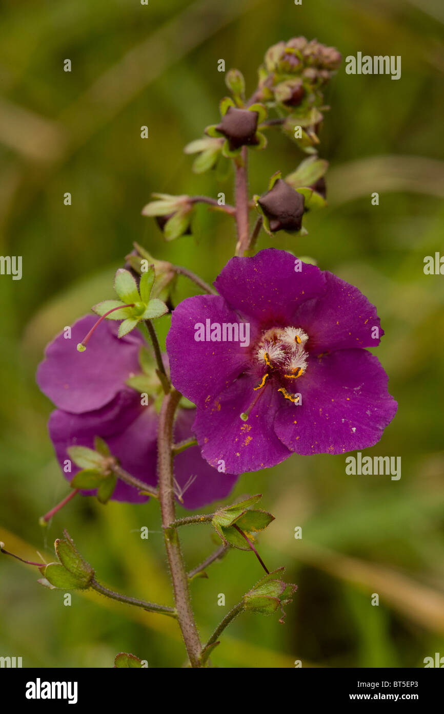 Purple Mullein Verbascum phoeniceum in flower, Hortobagy National Park, east Hungary Stock Photo