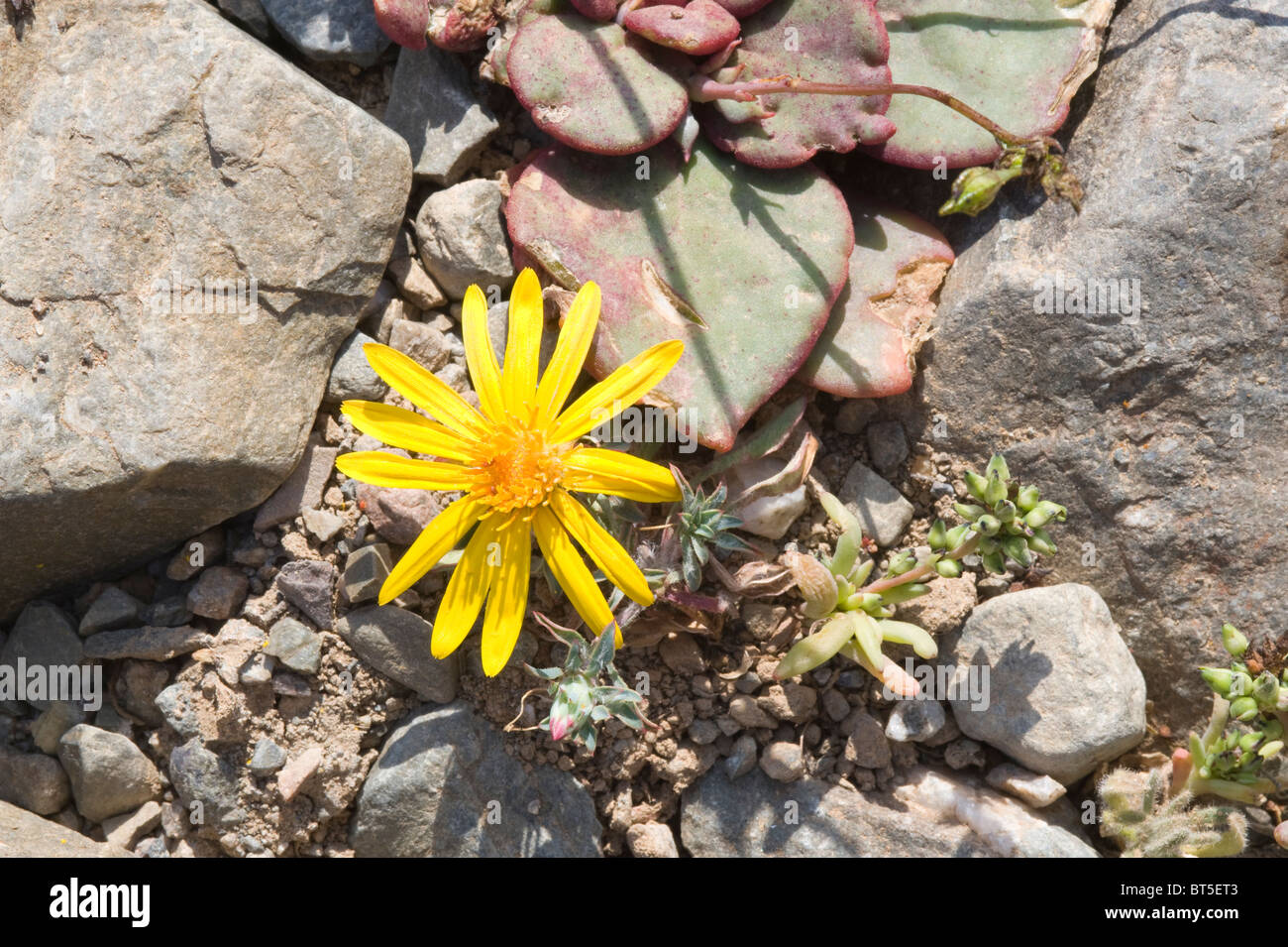 Chaetanthera limbata flowers among rocks near Totoral Atacama desert in bloom Region III El Norte Chico Chile South America Stock Photo