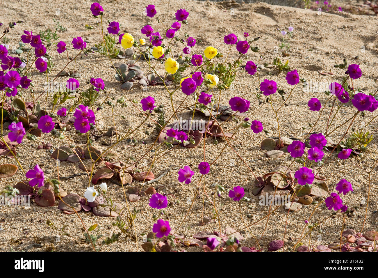 Pata de Guanaco the yellow (Cistanthe litoralis) and the purple (Cistanthe longiscapa) species provide breathtaking site Atacama Stock Photo