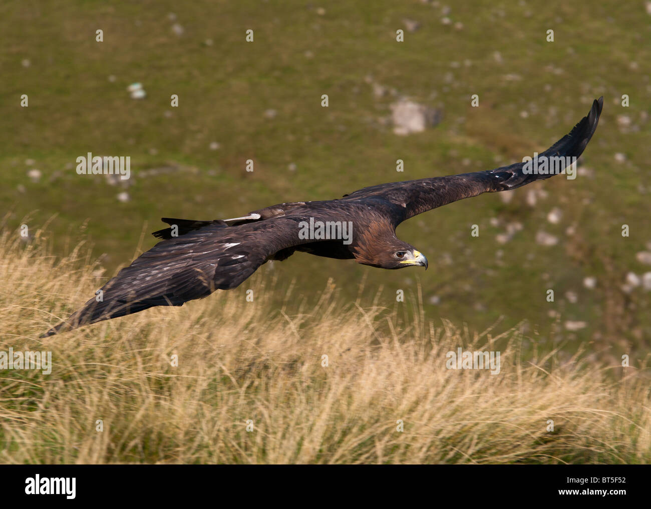 Golden Eagle in flight Stock Photo Alamy