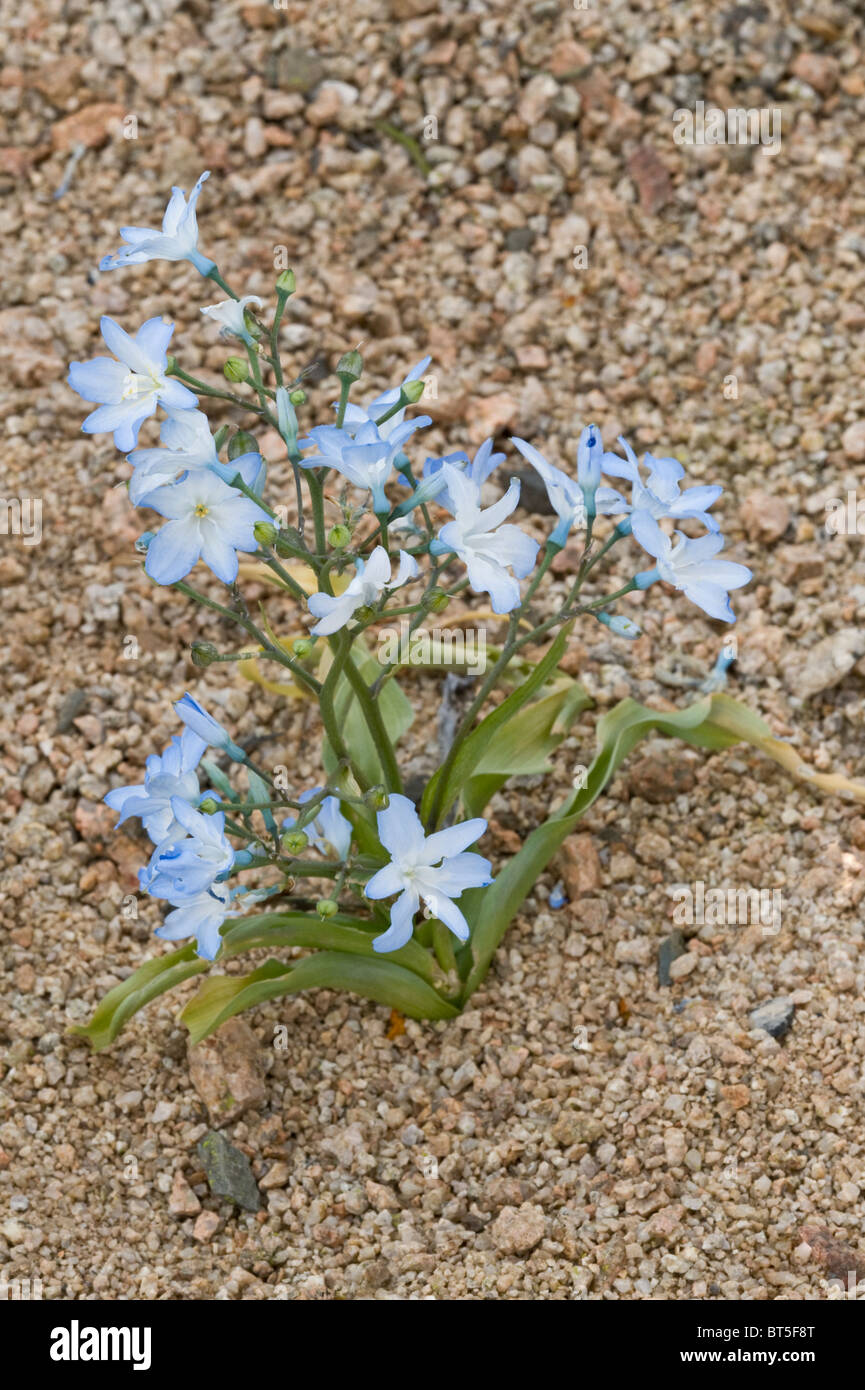Zephyra elegans bulbous plant flowers in inhospitable Atacama desert during 'desierto florido' Atacama Chile South America Stock Photo