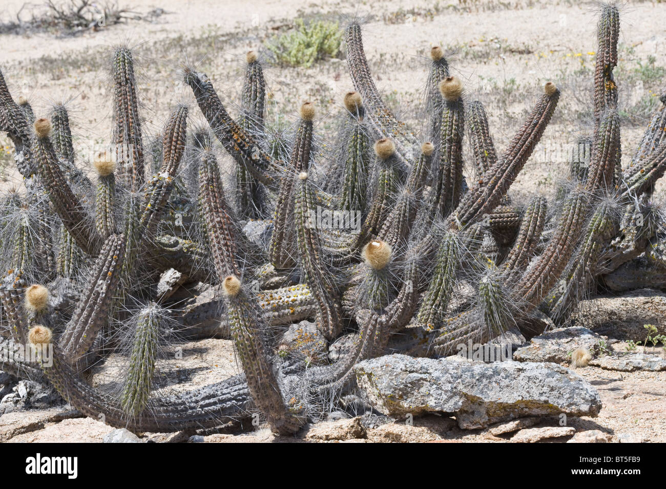 Copao cactus (Eulychnia breviflora) with flower buds Atacama (III) Chile South America Stock Photo