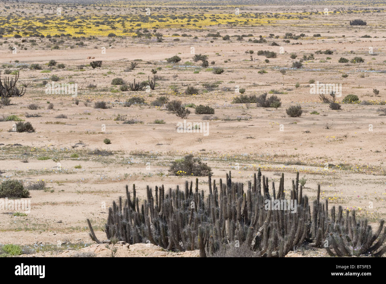 Copao cactus (Eulychnia breviflora) in in the foreground during 'desierto florido' Atacama (III) Chile South America Stock Photo
