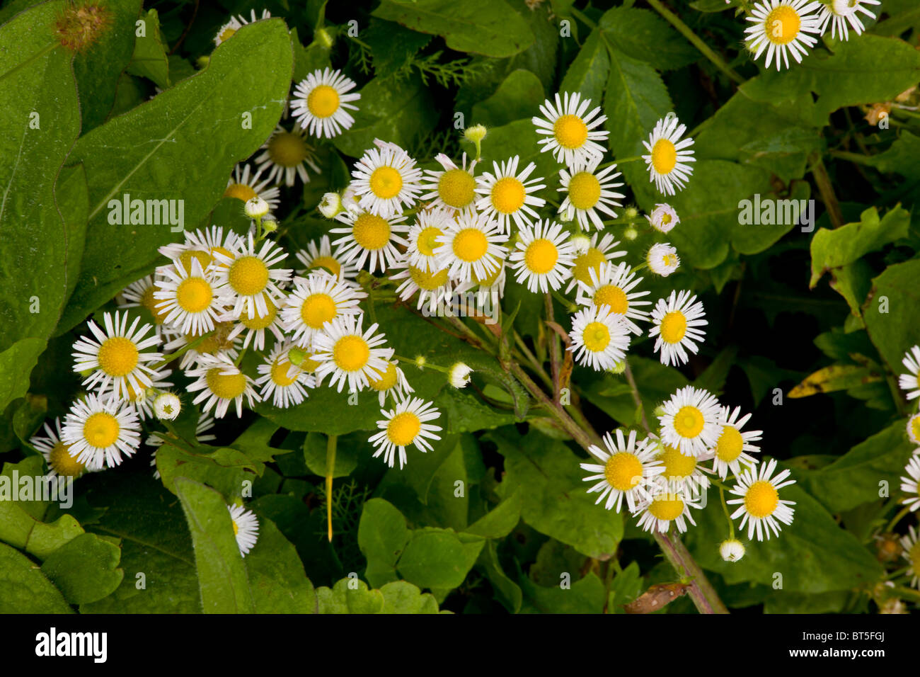 An annual michaelmas daisy, Erigeron annuus, naturalised in Romania Stock Photo