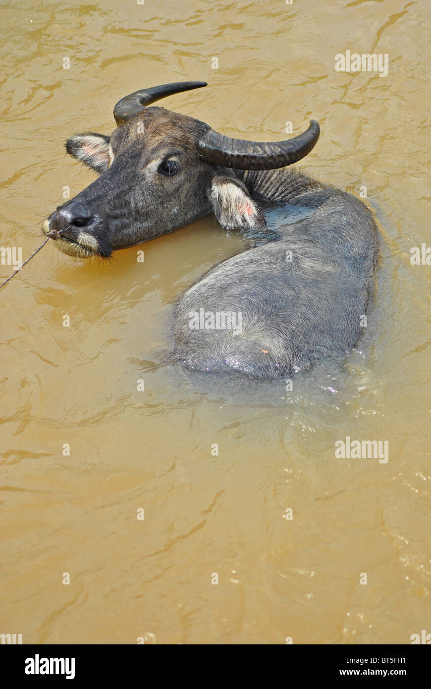 Buffalo Bathing In River Resolution Stock Photography and Images - Alamy