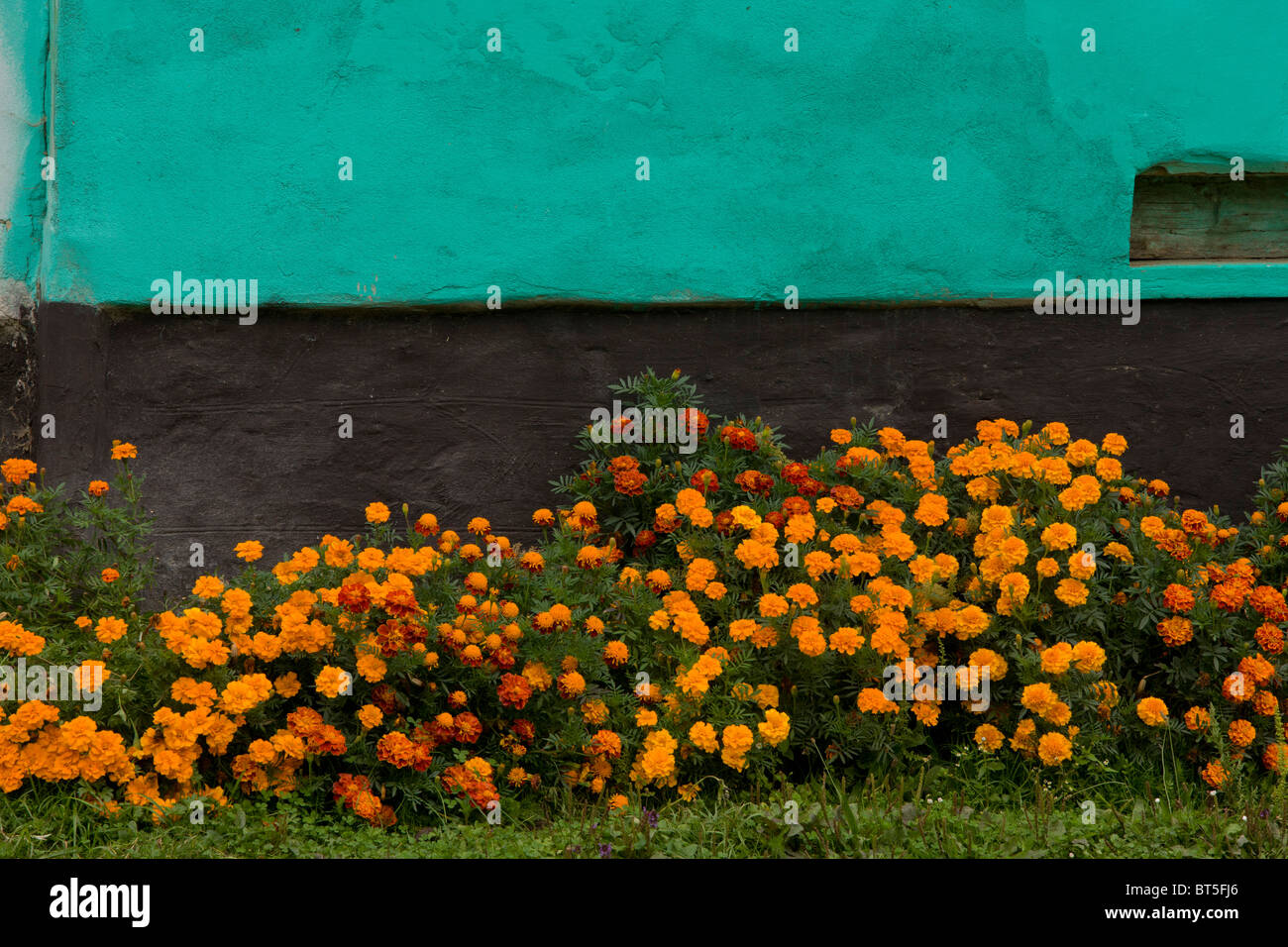 French Marigolds in border with turquoise house wall, in saxon village of Malancrav, transylvania; Romania Stock Photo