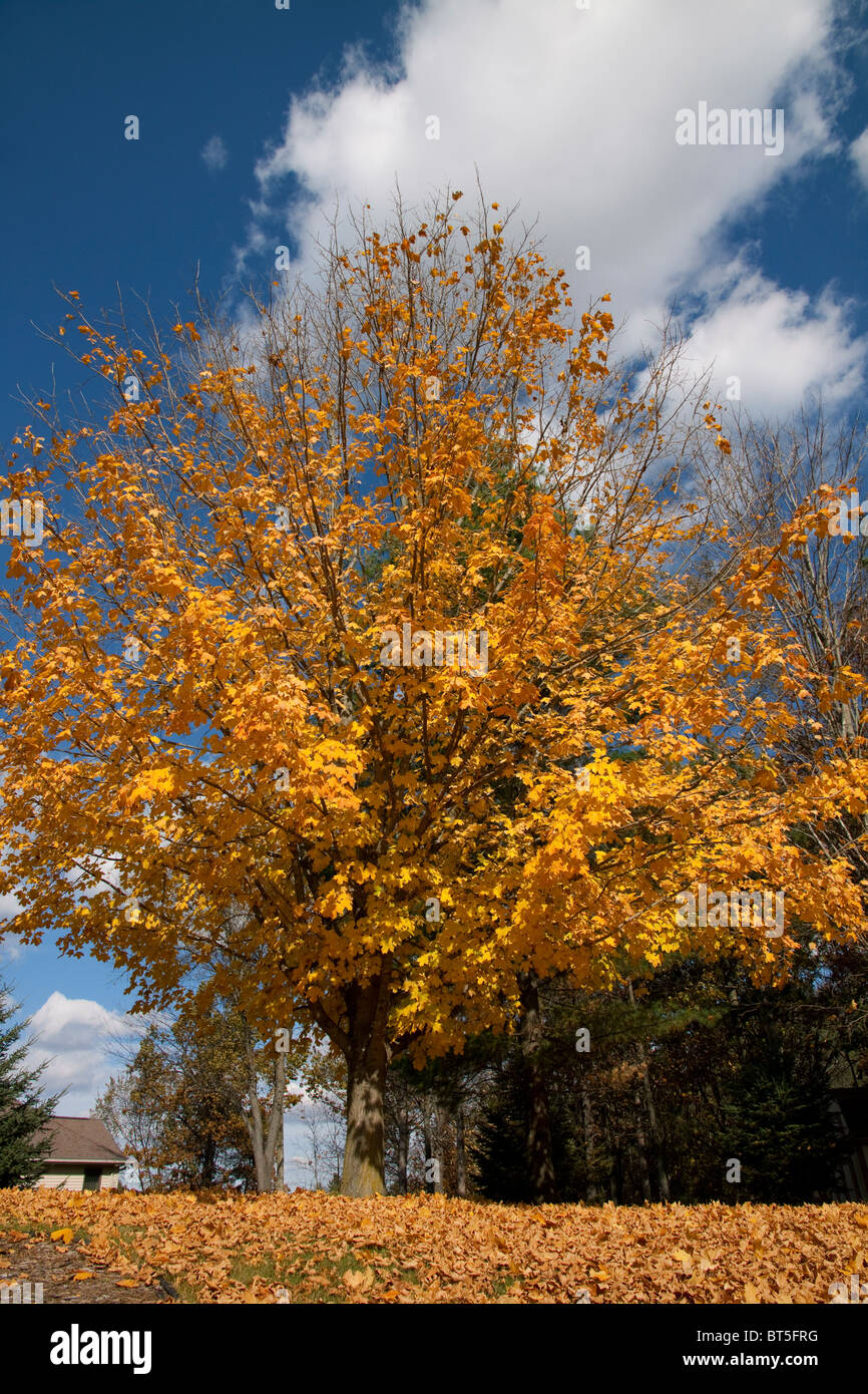 Black MapleTree Acer nigrum losing leaves in Autumn Michigan USA Stock Photo