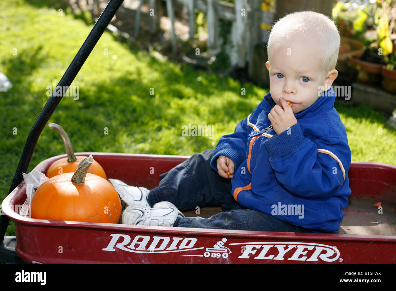 2 year old boy in red Radio Flyer wagon with pumpkins. Stock Photo