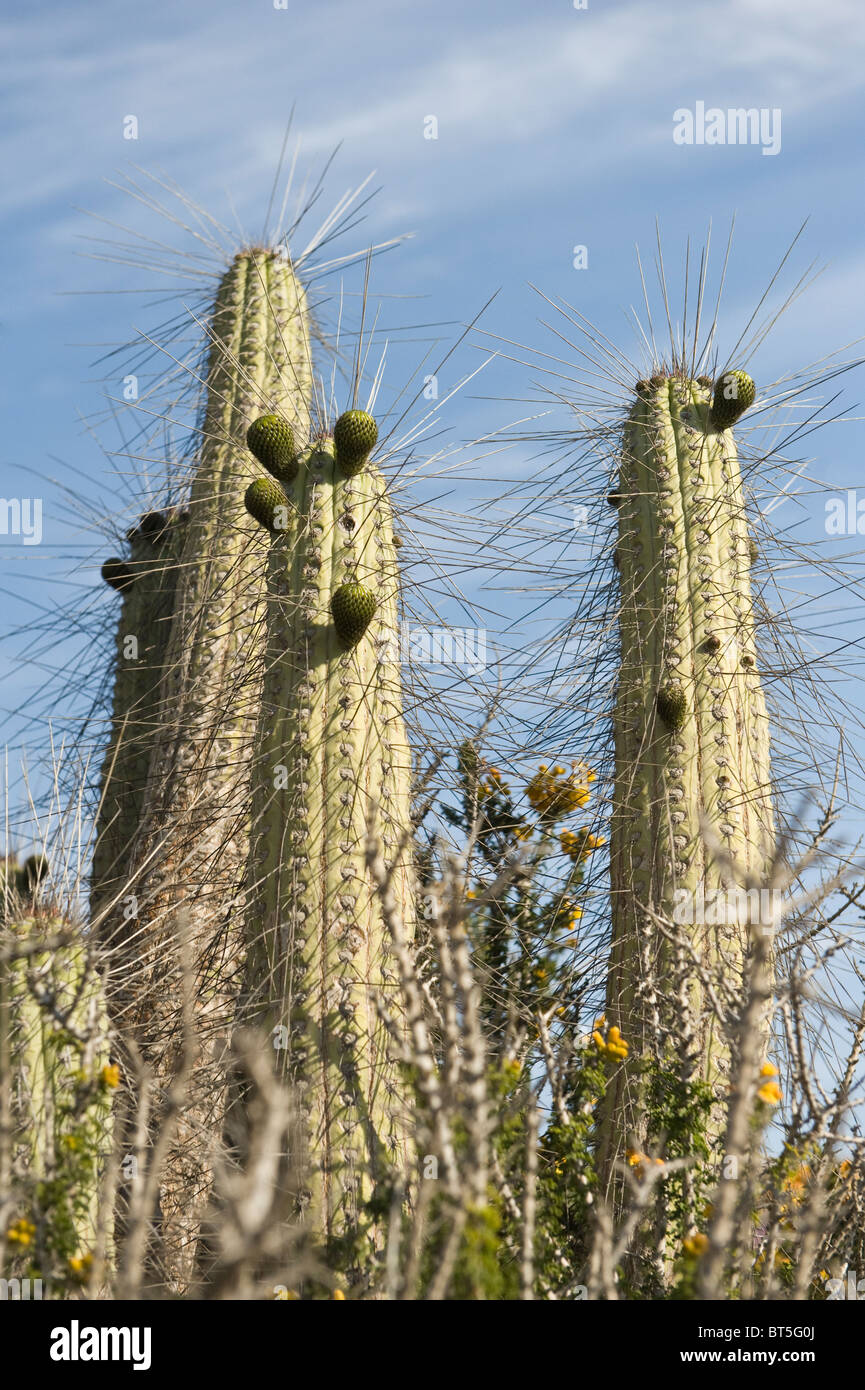 Cactus and plants in flower in month fallowing rainfall first in seven years Atacama Desert Chile South America Sept 2010 Stock Photo