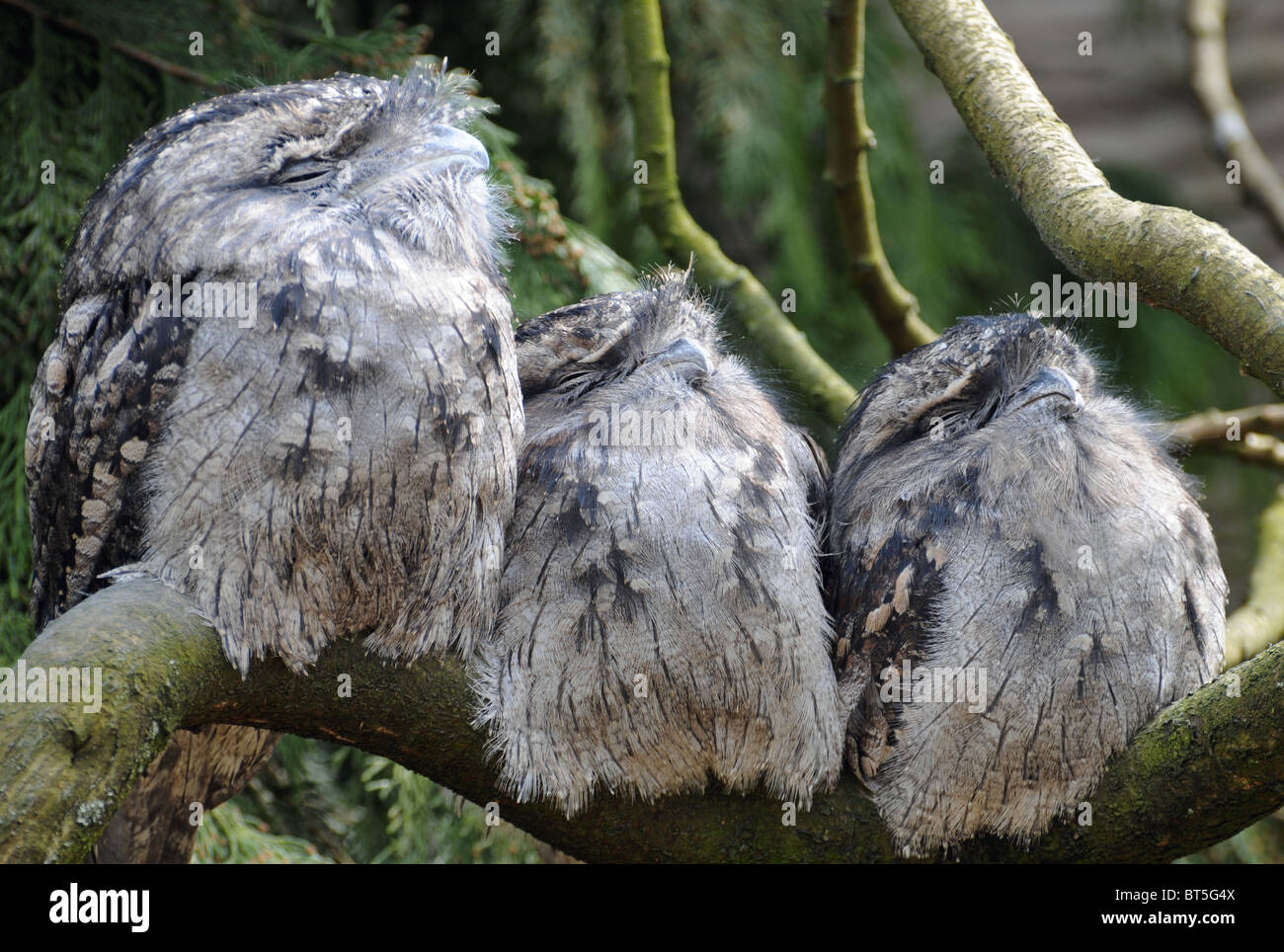 Three tawny frogmouths in a row Stock Photo
