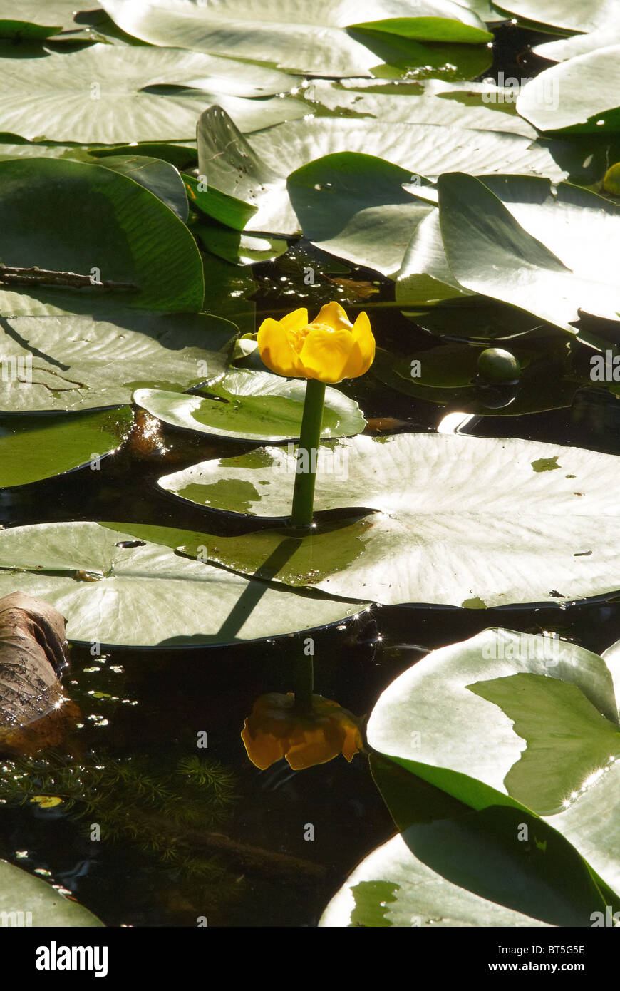Flowering water-lily and leaves Stock Photo
