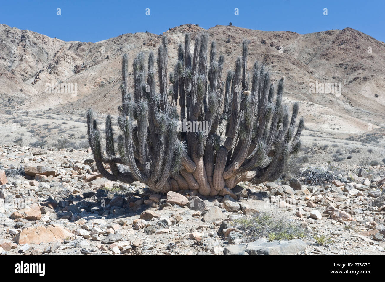 Eulychnia breviflora growing in Serra Monardes range Atacama (III) Chile South America Stock Photo