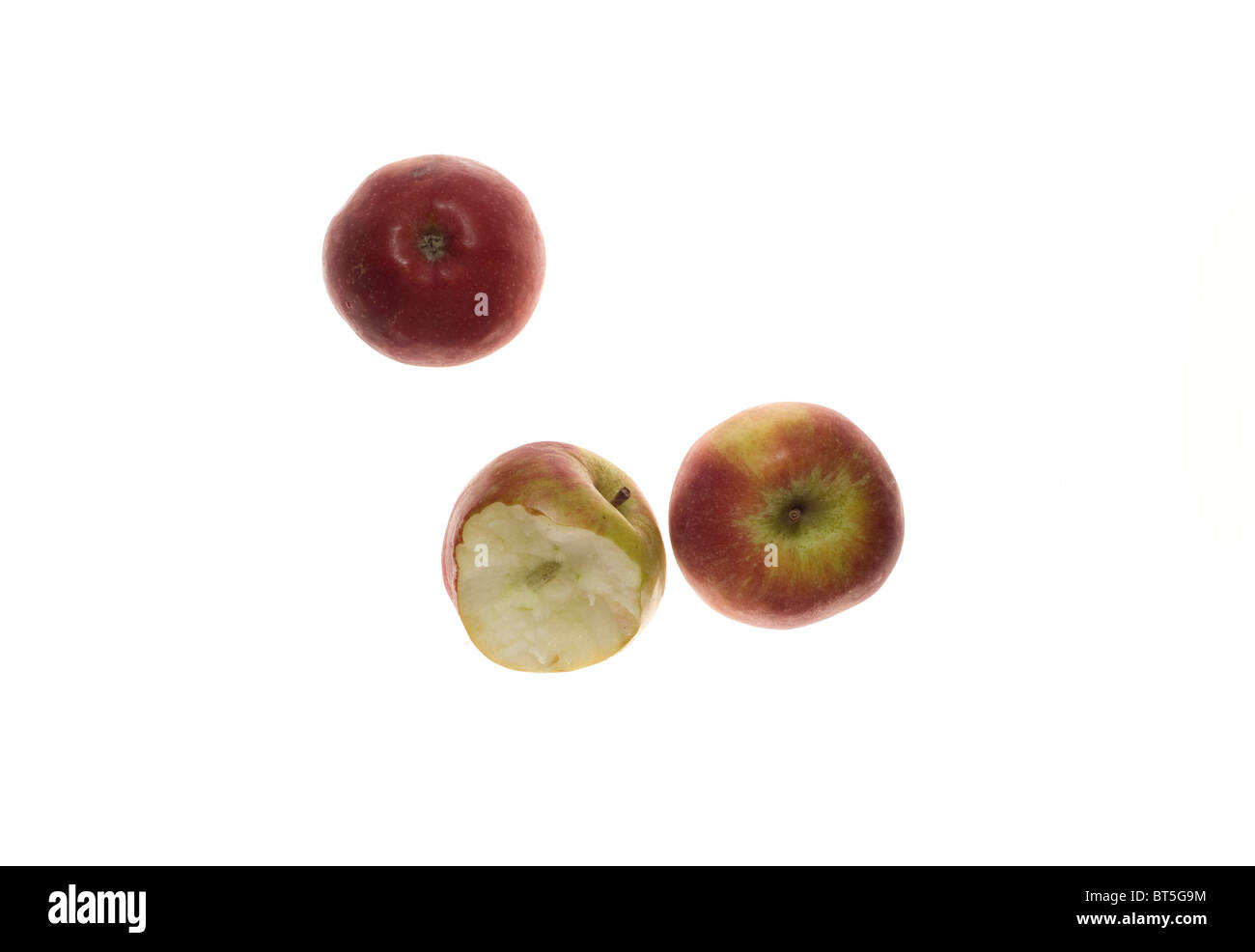 Apples in fall Stock Photo