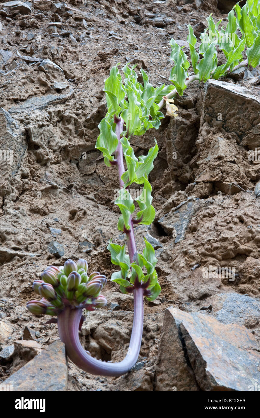 Garra de Leon or Lions Claw (Leontochir ovallei) precumbant; plant and buds valley cliff near Totoral Atacama Desert Chile Stock Photo