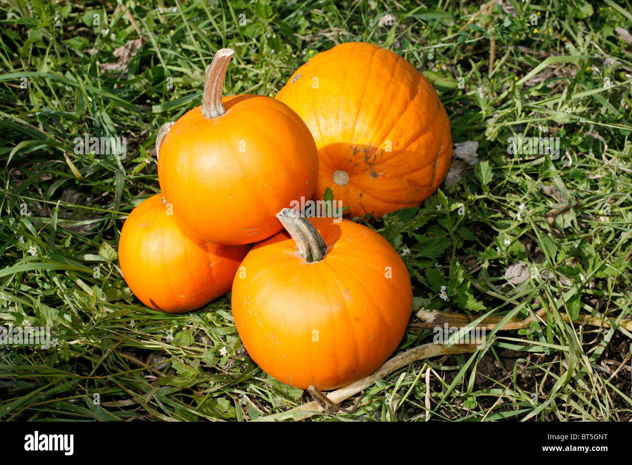 Pumpkins at pumpkin patch Stock Photo - Alamy
