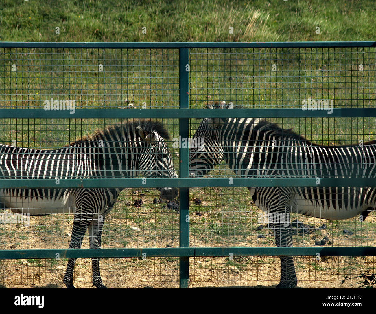 Pair of Zebras behind a locked gate. Stock Photo