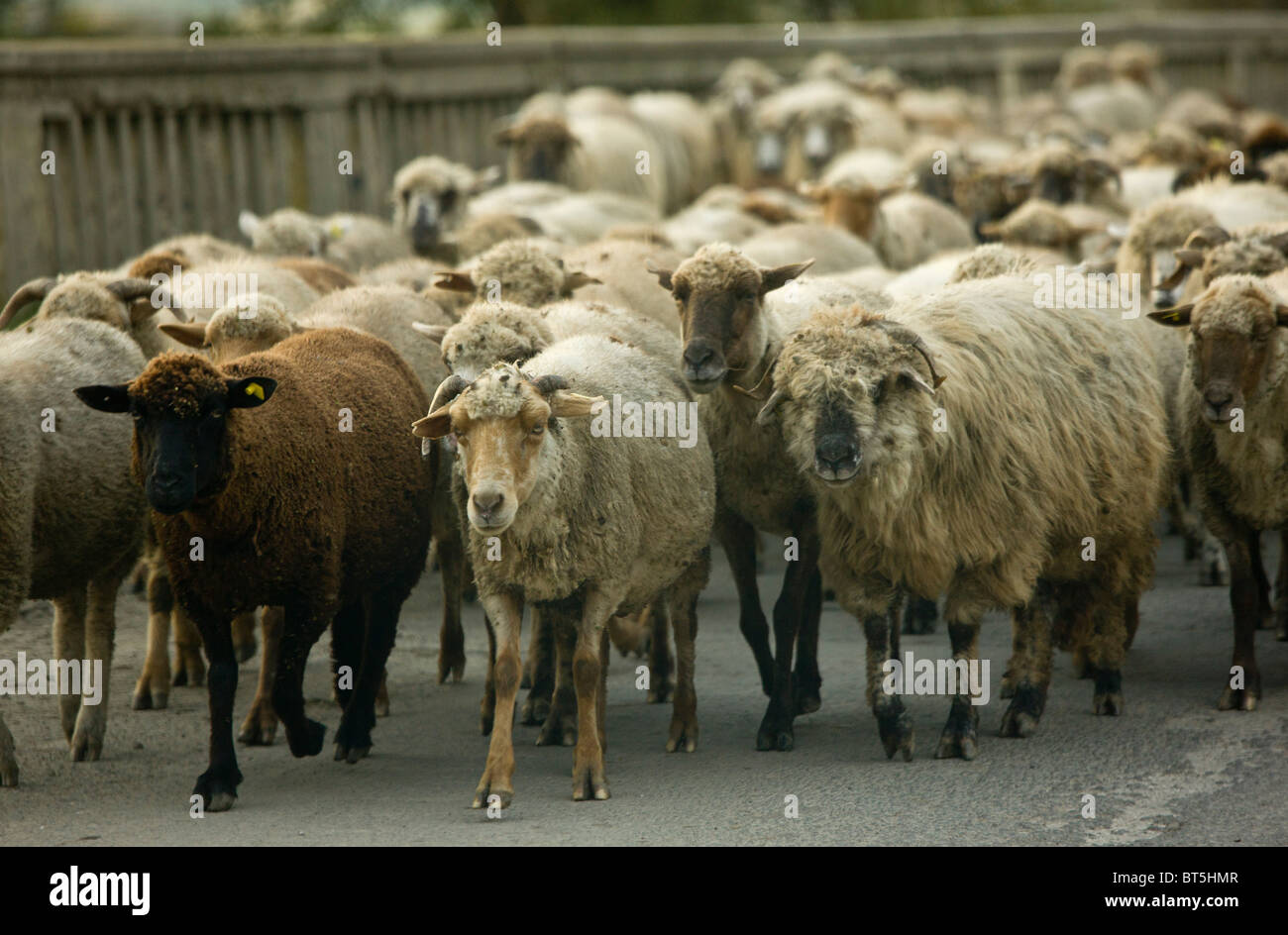 Sheep flock on a road at Hoghiz, Transylvania, Romania Stock Photo