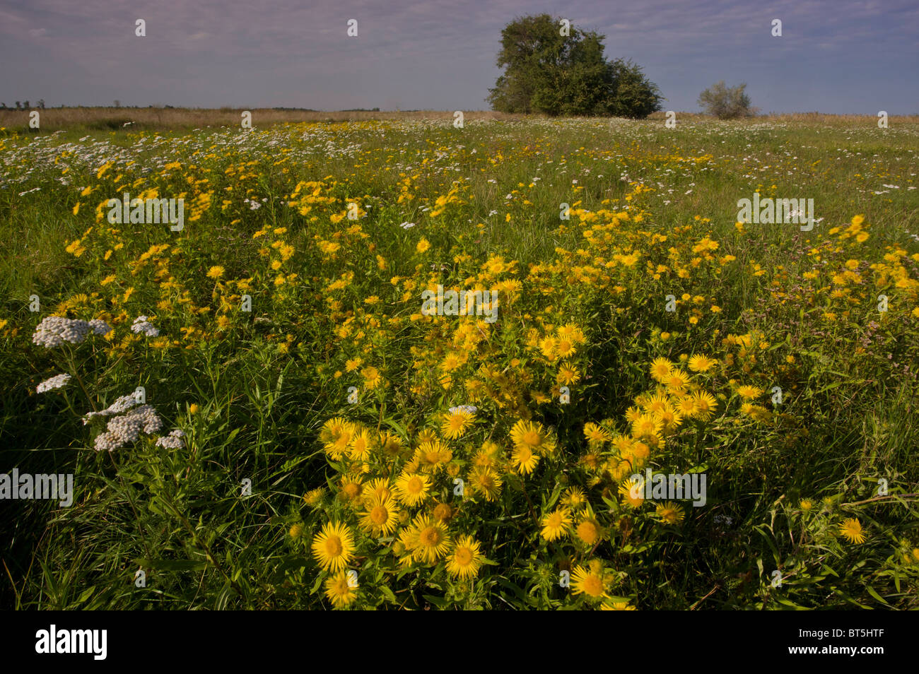 The steppe or puzsta of eastern Hungary, with a fleabane, Inula britannica, in masses, Hortobagy National Park, east Hungary Stock Photo