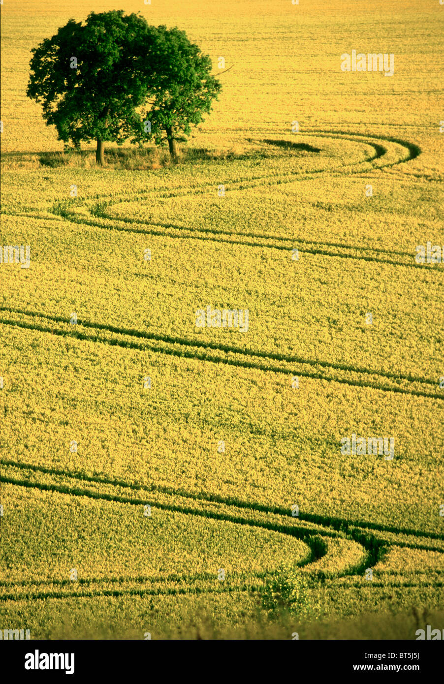 Patterns in a wheatfield near Leafield, Oxfordshire, England Stock Photo
