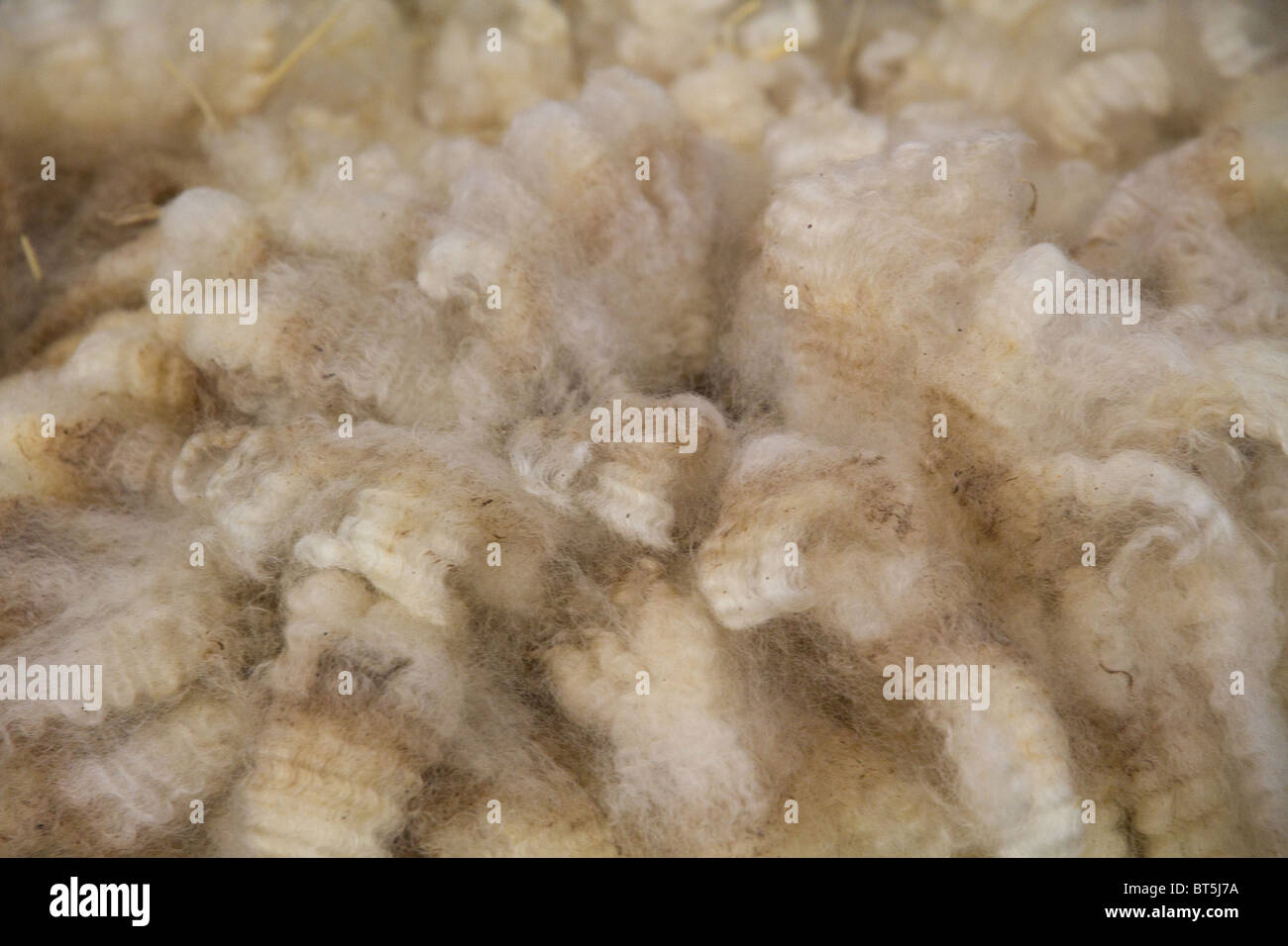 The fleece of a newly shorn sheep Stock Photo