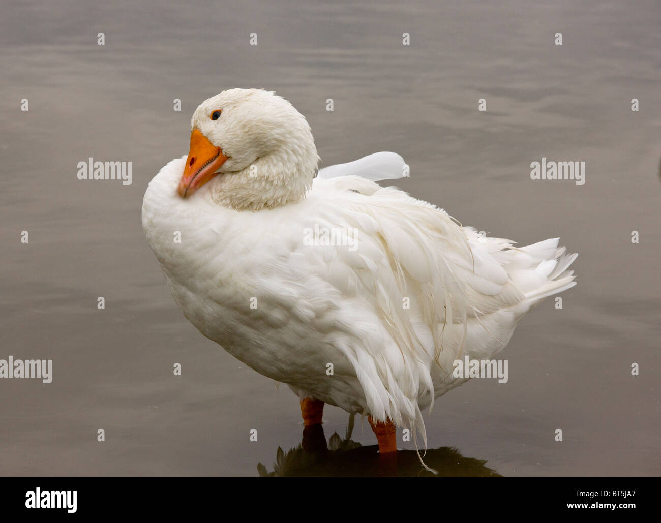 Hungarian Frizzly Goose; unusual breed, bred for its unusual feathers; Hortobagy National Park, east Hungary Stock Photo