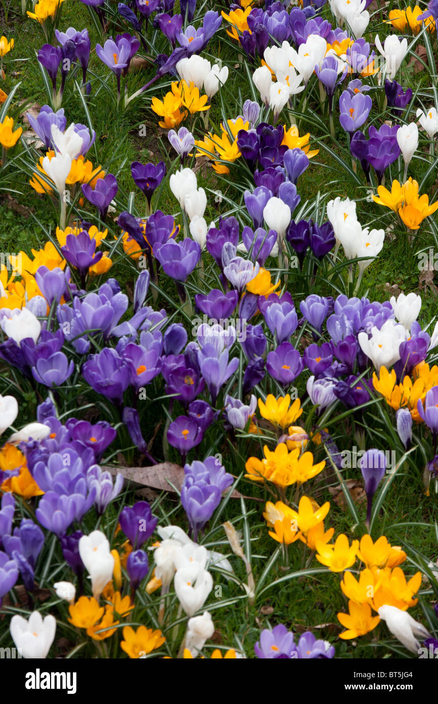 Mixed colour crocuses Stock Photo - Alamy