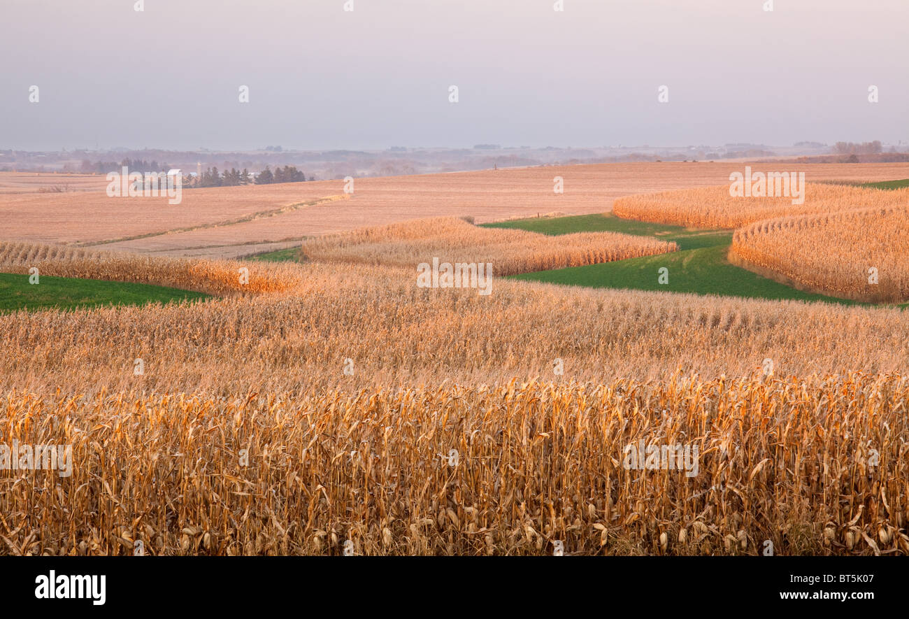 cornfields along the Driftless Area Scenic Byway, Allamakee County, Iowa Stock Photo