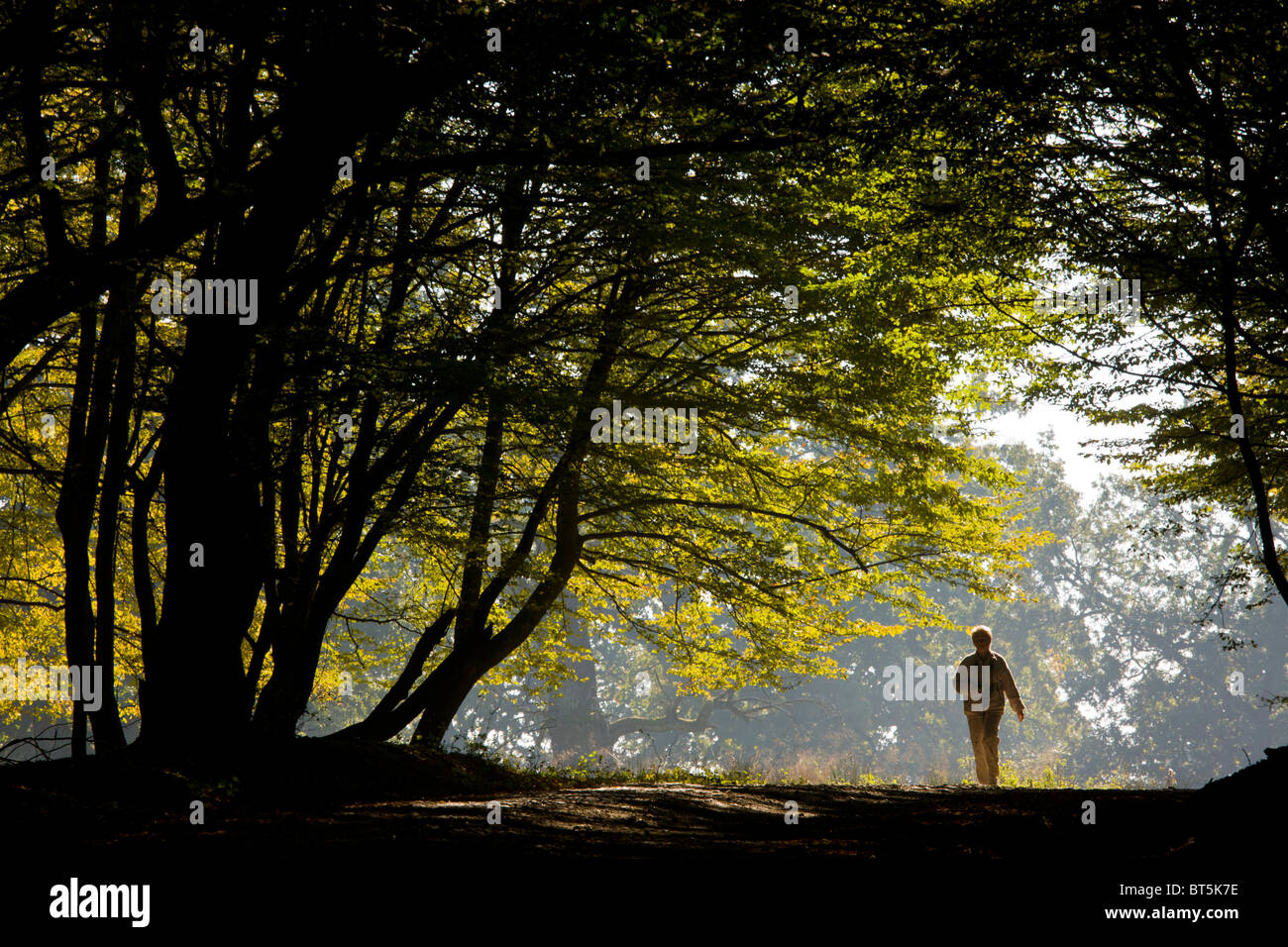 Mixed old beech and hornbeam forest and wood pasture in early morning mist with walker at the Breite, Sigishoara, Romania Stock Photo