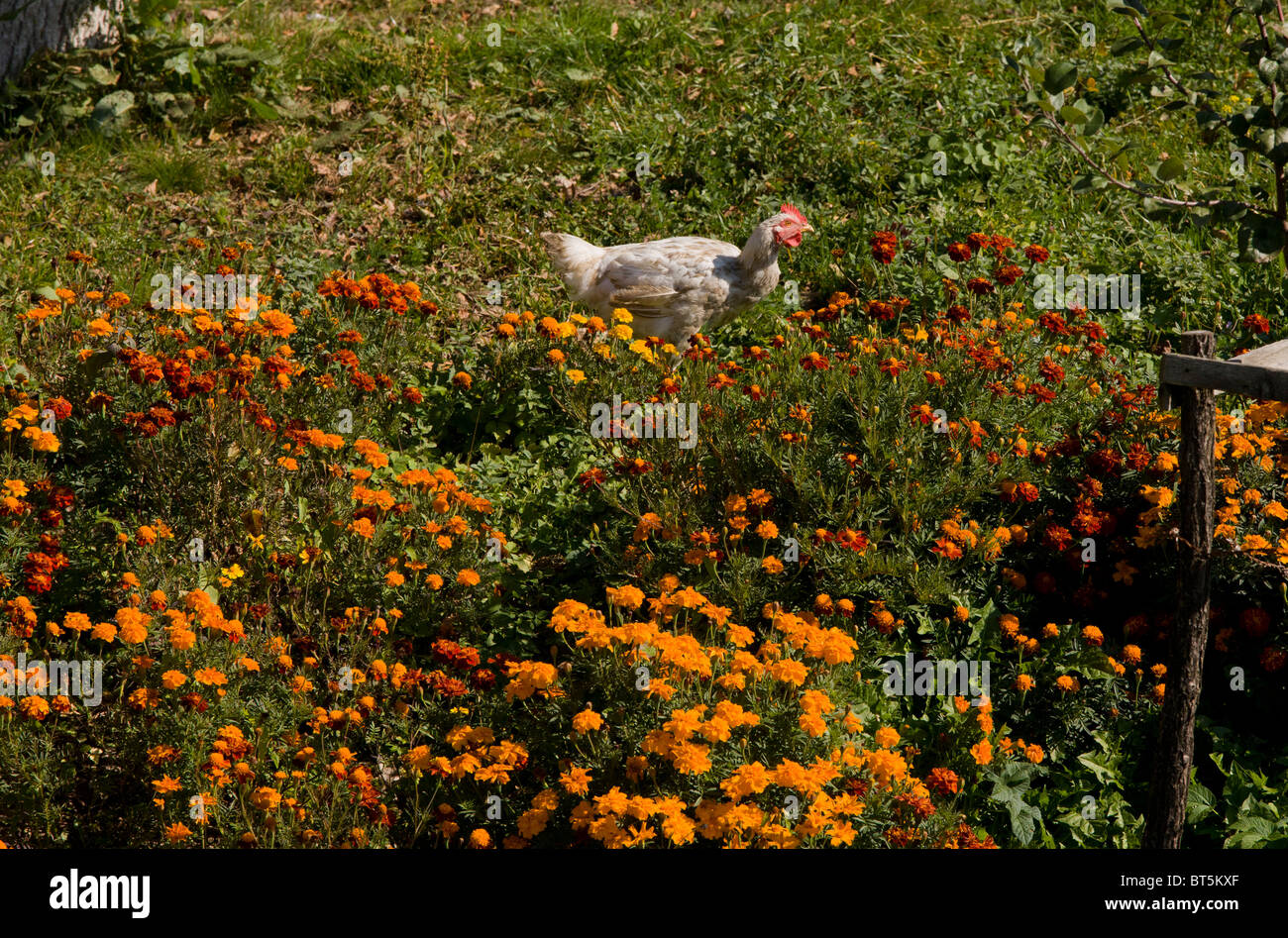 Chicken among french marigolds in the saxon village of Malancrav, Transylvania, Romania Stock Photo