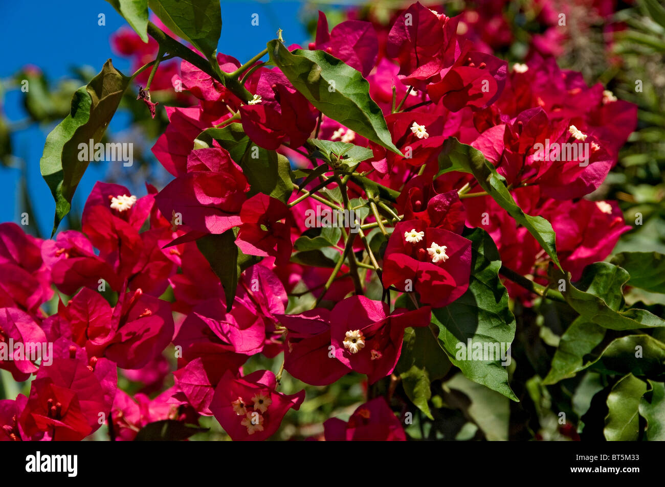 Close up of pink red bougainvillea flowers flower flowering bloom blooms Madeira Portugal EU Europe Stock Photo