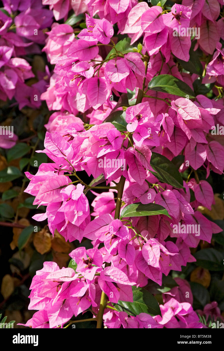Close up of pink bougainvillea flowers flower flowering bloom blooms Madeira Portugal EU Europe Stock Photo